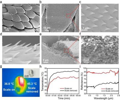 南京大学唐少春教授团队ACS Nano:仿生甲壳虫翅膀表面结构实现高性能辐射制冷膜材料